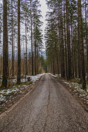 worn asphalt path surrounded by tall pine forestの写真素材