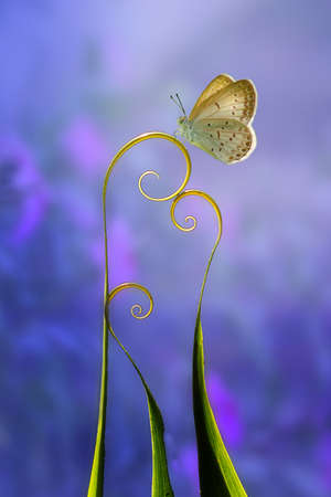 butterflyの写真素材