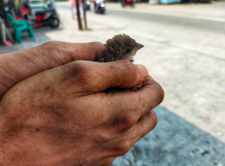 Little baby bird in the hand of a man. Selective focus.の写真素材
