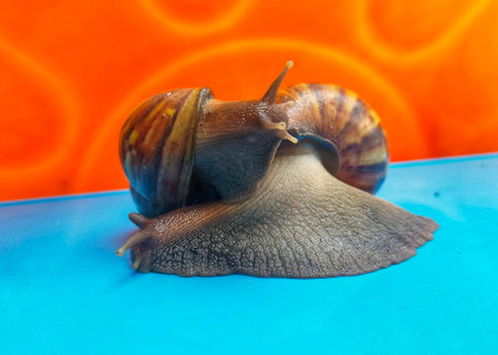 Snail on a blue background. Snail in the shell.