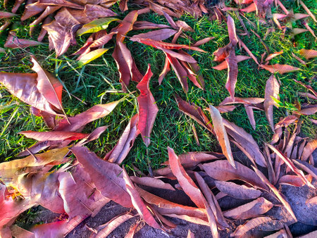 Fallen autumn leaves on the grass in the park, Thailand.の写真素材