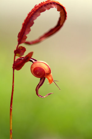 Snails on a red leaf in the rainforest of Costa Ricaの写真素材