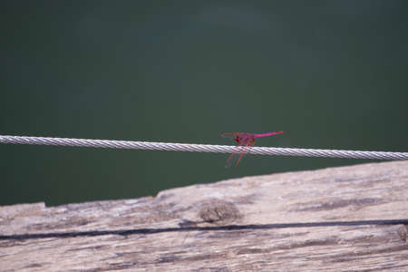 Red dragon fly hanging on a small branch, with wooden backgroundの写真素材
