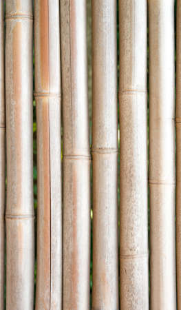 Bamboo symmetry  in japanの写真素材