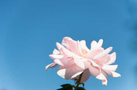 Rose Bonicaの写真素材