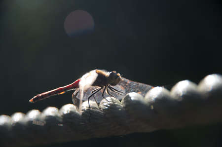 Dragonflyの写真素材