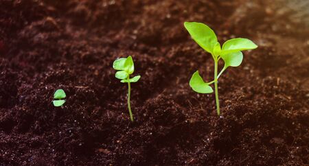 Growing crops on fertile soil and watering plants, including showing stages of plant growth,...