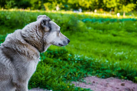small beige dog sits in the yard on a chain. sad eyes. the concept of shelter for animals. space for textの写真素材