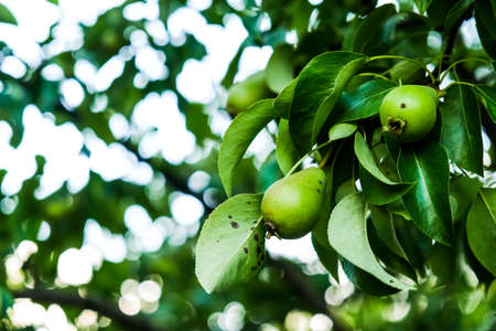 pear fruit on tree. diseases of pears, agronomy. home garden careの写真素材