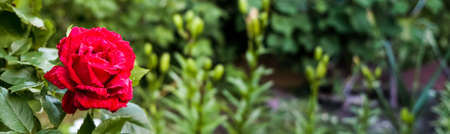 Rose Bush in Park. Sunrays, bokeh with selective soft focus. Space for text, copyspace. Valentine or birthday backgroundの写真素材