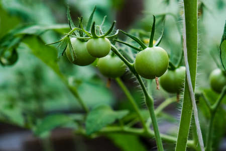 Green tomatoes plantation. Organic farming. Agriculture concept. Unripe tomatoes fruit on green stemsの写真素材
