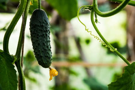 Young plant cucumber with yellow flowers. Juicy fresh cucumber close-up macro on background of leaveの写真素材