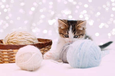 little cute kitten on white background with bokeh playing with wool balls that are lying in a basketの写真素材