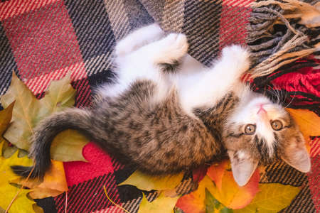 cute little kitten is lying on red cozy blanket in autumn leaves. the concept of warmth and comfortの写真素材
