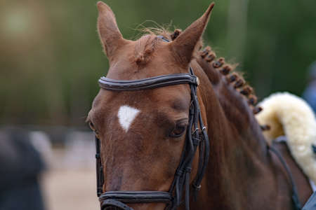 portrait of horse at an equestrian competition. close-up. dressage or outdoor trainingの写真素材