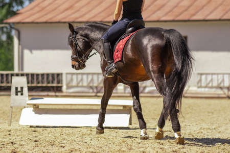 girl trains in an open area on a bay horse. Studying the dressage schemeの写真素材