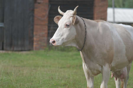 a large light dairy cow. the concept of farming, dairy productionの写真素材