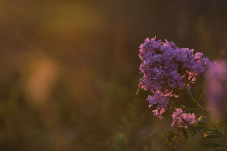 Pink flowers on the background of the sunset warm light. Blank for a postcard. blurred background. Phloxの写真素材