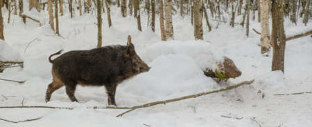 wild boar in the winter forest against the background of snow and trees. hunting conceptの写真素材