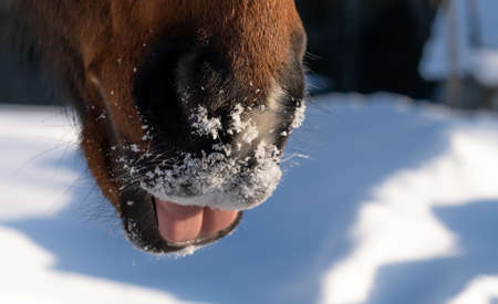 lips of a horse close-up. mustache and whiskers. the horse is licking. animal body parts.の写真素材