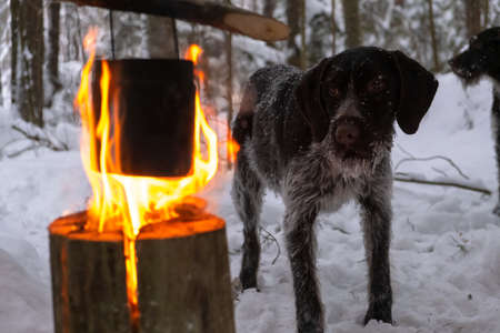 kettle is heated on fire. Finnish candle, on background of hunting dog. the concept of relaxing in the forest in winterの写真素材