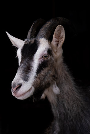 portrait of a gray Saanen goat on a black background. horned goat, magazine photo.の写真素材