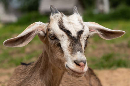 close-up portrait of a goatling. funny animals, veterinary.の写真素材