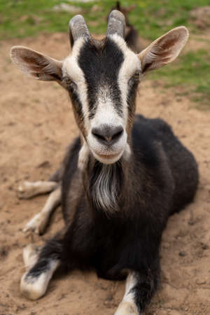 alpine goat with a beard looks at the camera. funny animal portrait.の写真素材