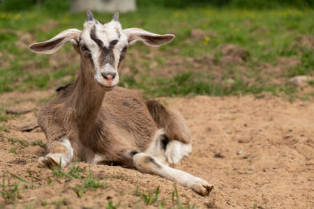 a beige goat lies on the sand with its ears hanging out. funny animals, veterinary.の写真素材