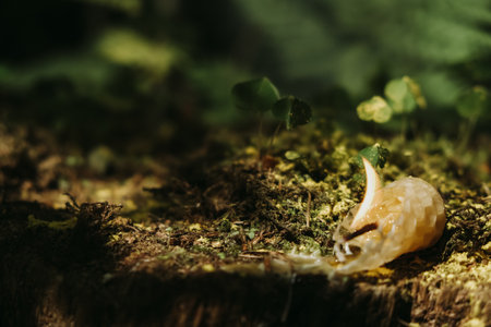 a candle stub and melted wax candles are burning in the forest. witchcraft and magic conceptの写真素材