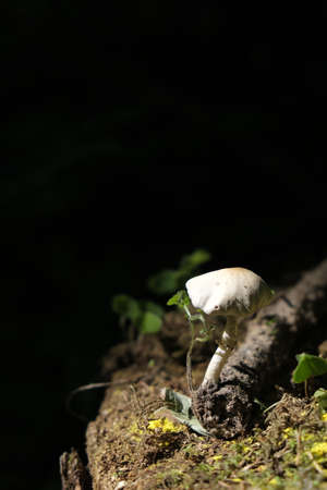 pale grebe on a stump in smoke. the concept of magic and witchcraftの写真素材