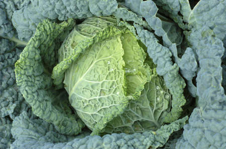 Savoy cabbage with rain dropsの写真素材