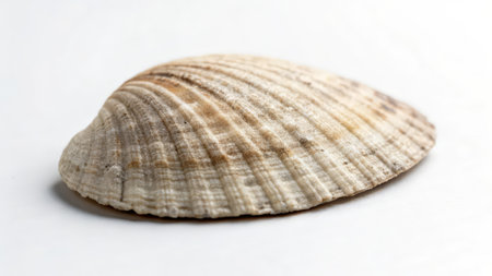 Seashell isolated on a white background. Macro photo of sea shell.の素材