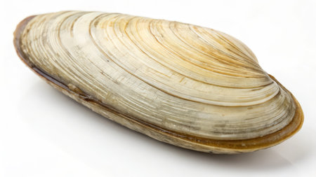 close up of mussel shell on white background with clipping path.の素材