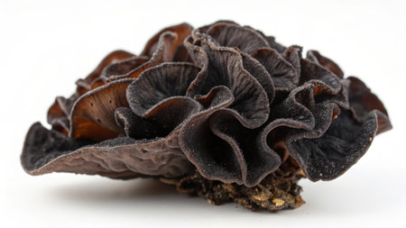 dried black ear mushroom on a white background close-up macroの素材