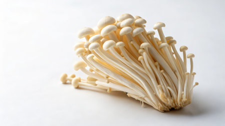 Japanese Shimeji mushrooms on a white background. Shimeji mushrooms.の素材