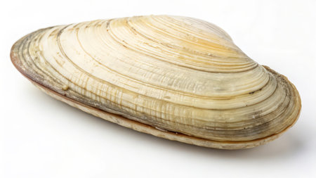 close up of mussel shell on white background with clipping path.の素材