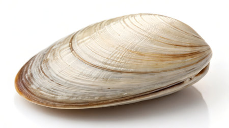 Close up of a clamshell isolated on a white background.の素材
