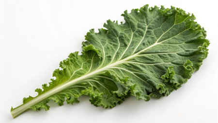 Fresh green kale leaf isolated on white background. Close up. Selective focusの素材