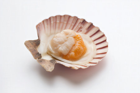 Scallop shell with egg yolk isolated on white background.の素材