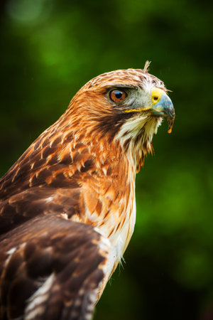 Portrait of a Red-tailed Hawk (Buteo jamaicensis)