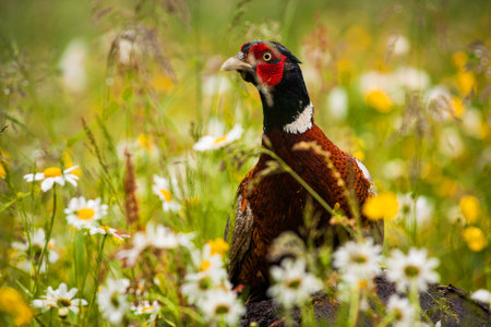 Pheasant in the meadow with camomiles and daisiesの写真素材