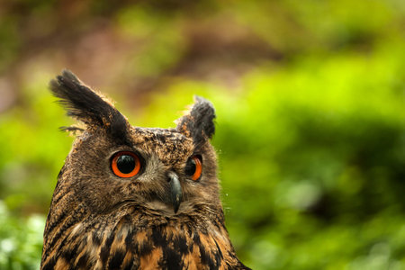 Eurasian Eagle Owl (Bubo bubo) close up portraitの写真素材
