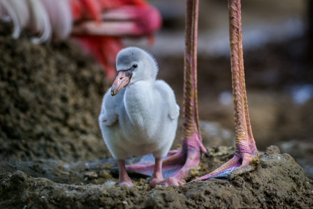 Flamingo chick standing in the mud and looking at the cameraの写真素材