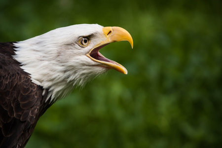 Bald Eagle (Haliaeetus leucocephalus)の写真素材