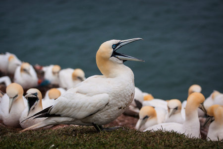 Northern Gannet (Morus bassanus) on Heligoland island, Germanyの写真素材