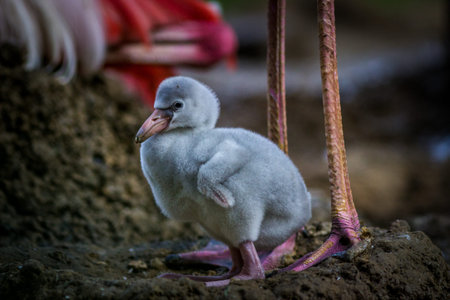 Cute baby flamingo in the nest at the zoo of Thailandの写真素材