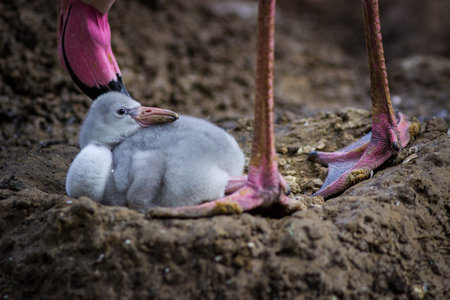 Little chick of a flamingo in the nest with her mother.の写真素材