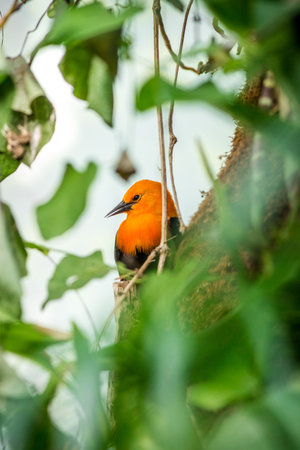 Orange Oriole bird perched on a tree in the Amazon rainforestの写真素材