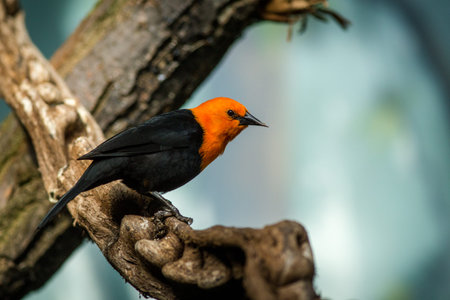 Red-headed Blackbird (Agapornis phoenicurus)